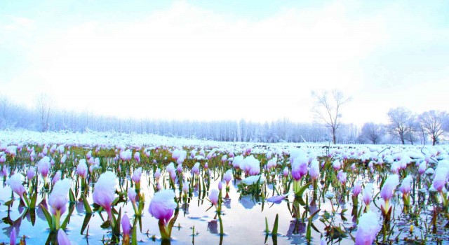 Göksunda açan çiçekler karla kaplandı
