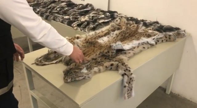 Gümrük muhafaza ekiplerinden kaçakçılara büyük darbe