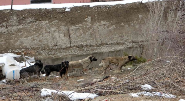 Gümüşhanede başıboş sokak köpekleri çocukların kabusu oldu