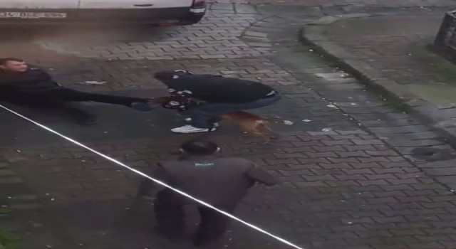 Güngörende pitbul dehşeti, pitbulun ısırdığı genci zor kurtardılar
