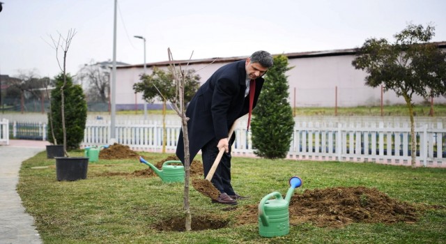 Herkes dalından yesin diye yüzlerce kiraz ve vişne ekildi
