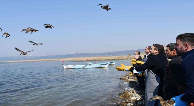 İznik Gölünde kaçak avcılardan kurtarılan 56 ördek artık özgür