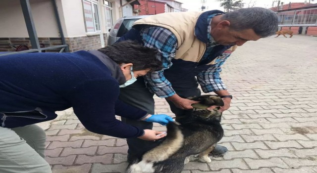 Kırklarelinde kedi ve köpekler kuduz aşısı uygulanıyor