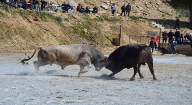 Koçarlı Boğa Güreşi Festivali renkli görüntülere sahne oldu