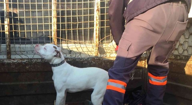 Konyada başıboş pitbull cinsi köpek yakalanarak barınağına götürüldü