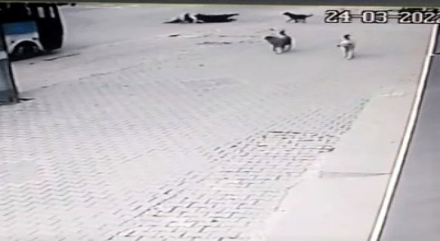 Köpeklerin saldırısından kaçarken aracın altında kalıyordu