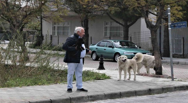 Mahranın ölümüne sebep olan köpekler mahallede korku salmaya devam ediyor