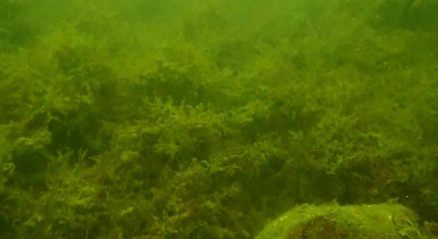 Marmara Denizinde müsilaj yok: Su altı kamerasına yansıdı