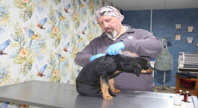 Mersinde köpeğe kan donduran işkence