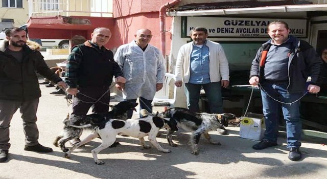 Mudanyada av hayvanlarına kimlik