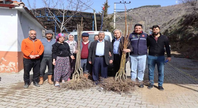 Nazillide 2. etap kestane fidanları dağıtıldı