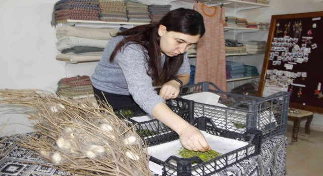 Nesli tükenmekte olan Hatay sarısı emin ellerde