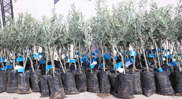 Samsun zeytincilikte küllerinden doğuyor