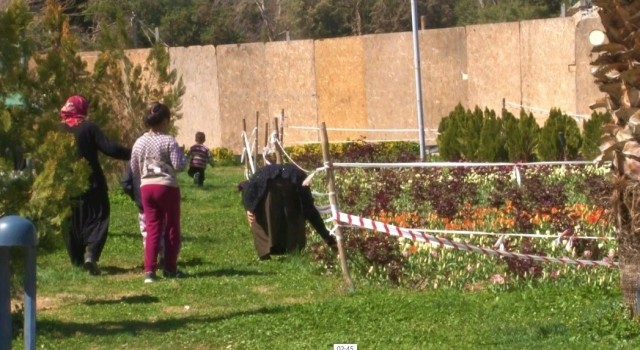 Şanlıurfada laleleri koparan kadın kameralara yakalandı