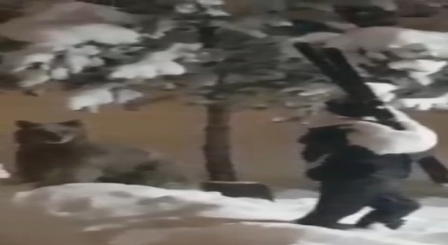 Sarıkamışta boz ayının insan maketiyle sınavı