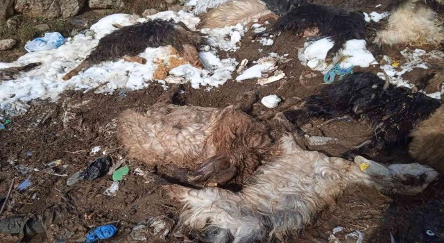 Siirtte hayvanları telef olan besici yardım bekliyor