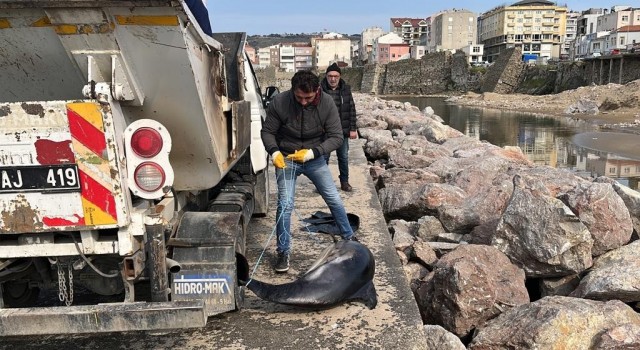 Sinopta ölü yunuslar kıyıya vurdu