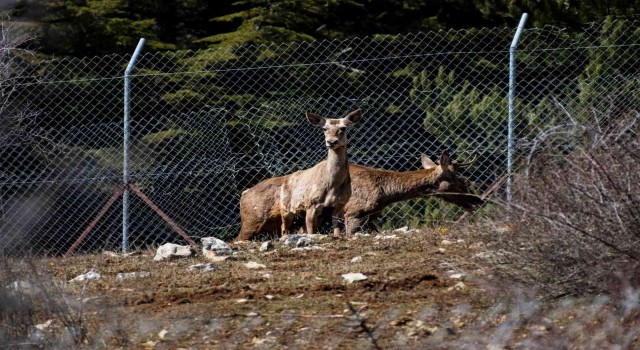 Spil Dağına kızıl geyik salındı