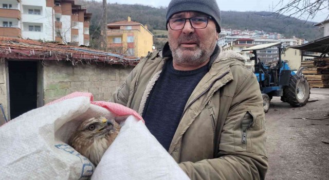 Tavuklarının yanında bulduğu yaralı şahini ekiplere teslim etti