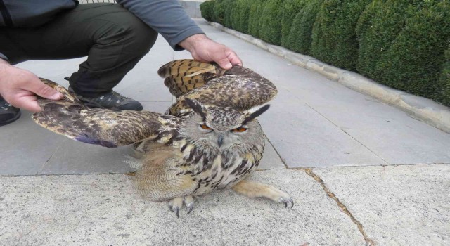 Tedavi edilen Puhu kuşu doğaya salındı