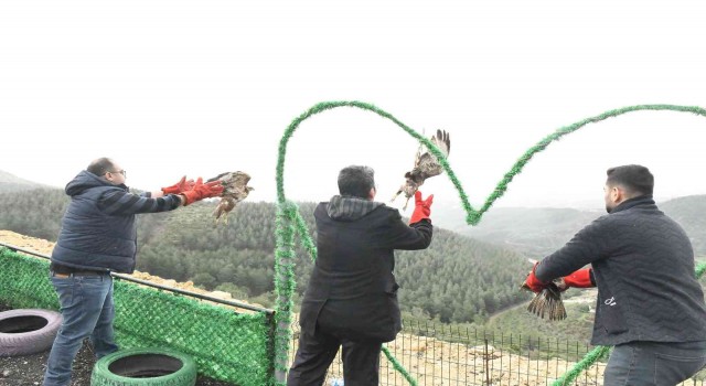 Tedavileri tamamlanan 3 adet kızıl Şahin, Belende özgürlüğüne kavuştu