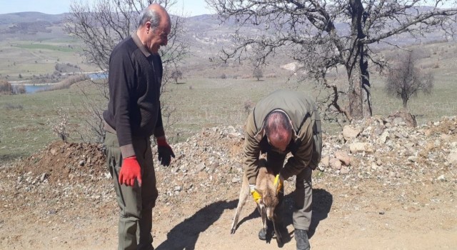 Tedavisi yapılan yavru yaban keçisi doğaya bırakıldı