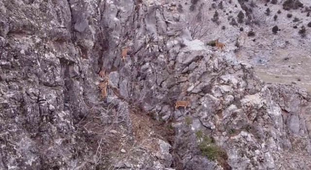 Toros Dağlarındaki dağ keçisi sürüsü dron ile görüntülendi