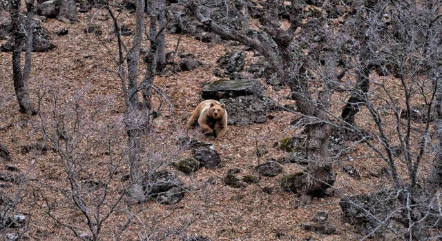 Tuncelide yaban keçileri ve yiyecek arayan ayı görüntülendi