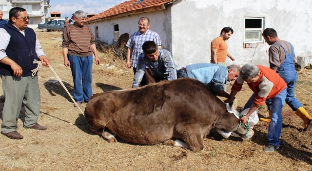 Uşakta gebe veya damızlık hayvan kesimi yasaklandı