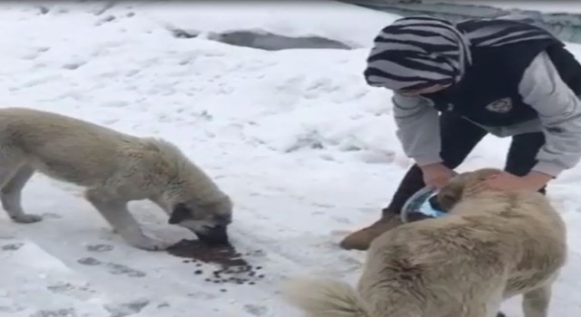 Van polisinden sokak hayvanlarına sevgi eli
