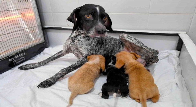 Yağmur altında kalan anne köpek ve yavruları koruma altına alındı