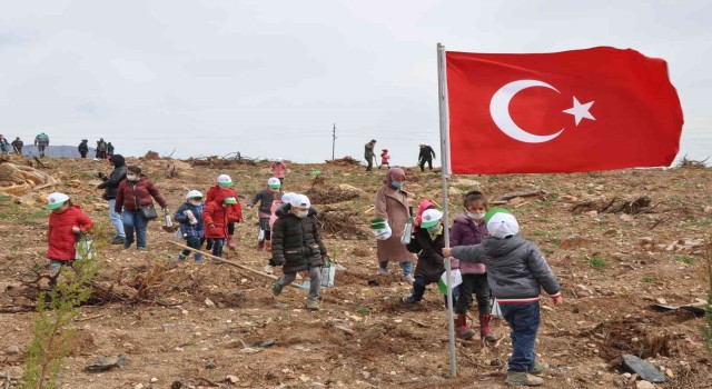 Yanan ormana 200 milyon kızılçam tohumu atıldı, 200 bin fidan dikildi