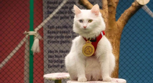 Yılın en güzel Van kedisi ‘Mia ilgi odağı