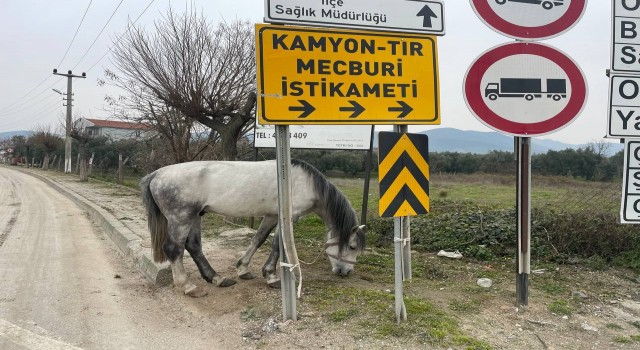 Yol ortasında ağaca bağlı atı görenler şoke oldu