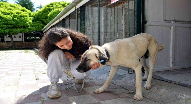 11 bin 924 sokak hayvanı sıcak bir yuvaya kavuştu