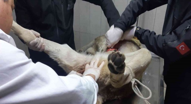 3 haftadır yaralı gezen köpek ameliyatla kurtuldu