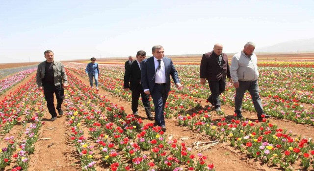 Açan laleler tarlayı renk cümbüşüne çevirdi