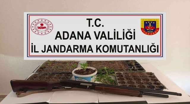 Adanada kenevir eken 3 kişi yakalandı