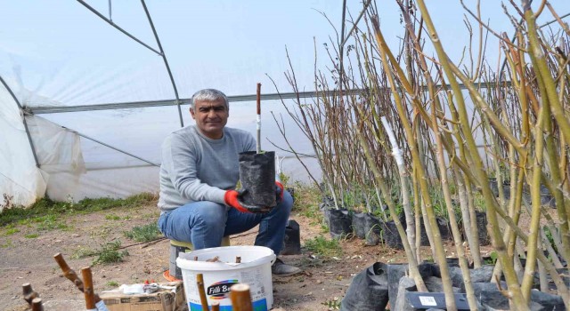 Adilcevaz cevizinde aşı dönemi başladı