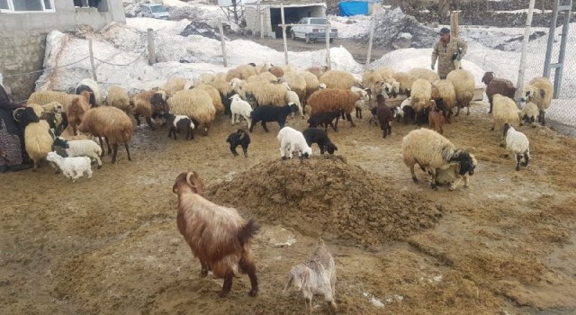 Adilcevazda bir yanda kış bir yanda bahar
