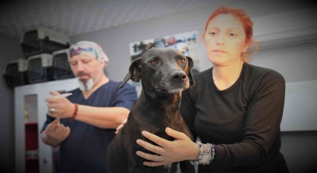 Akdeniz Belediyesi Sokak Hayvanları Kısırlaştırma Kliniğinde kısırlaştırma başladı