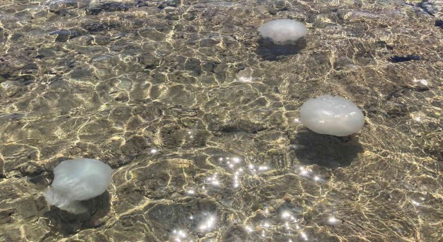Akdeniz sahillerinden sevindiren haber: Sayıları günden güne azalıyor