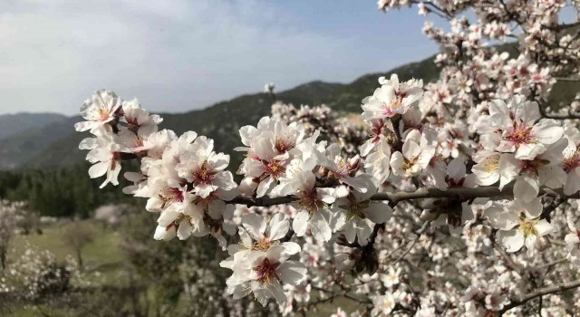 Aksekide badem ağaçları çiçek açtı