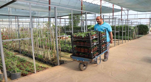 Alanya Belediyesi 29 mezarlıkta 62 bin çiçek dağıtacak