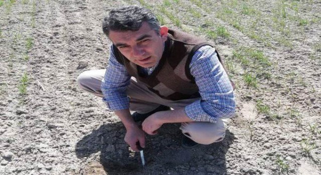 Altıntaşta Ekin Kambur Böceği sürveyleri devam ediyor
