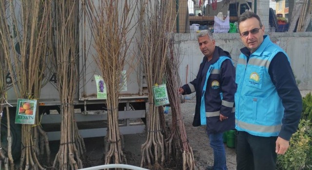Altıntaşta fidan satışı kontrol ve denetimleri