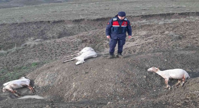 Ankarada 58 küçükbaş hayvan fırtına ve dolu nedeniyle telef oldu