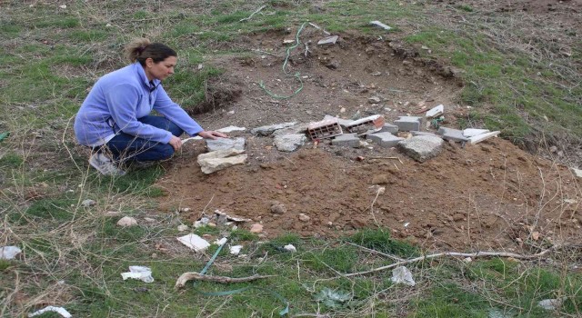Ankarada sokak hayvanlarının bir ayda 6 kez zehirlenmesi hayvanseverleri isyan ettirdi