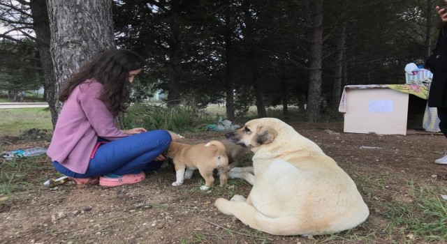 Anne köpek sonunda hastane bahçesini yuva belledi