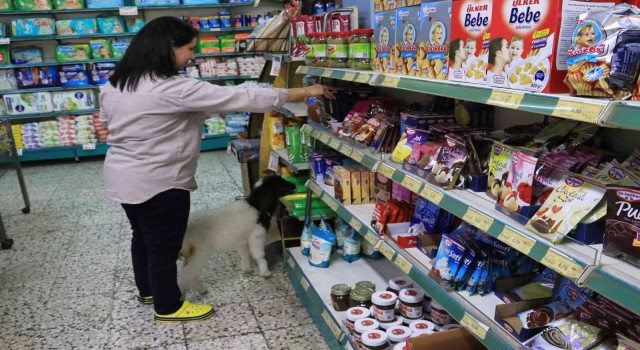 Anneleri ölmüş kuzulara evinde bebek gibi bakıyor